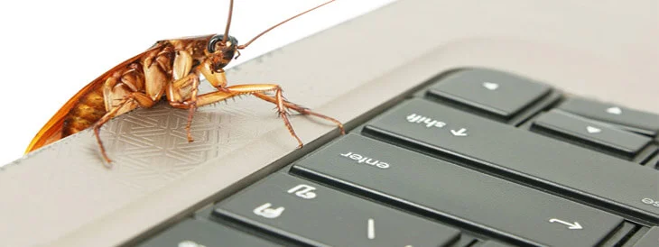 Cockroach on Keyboard